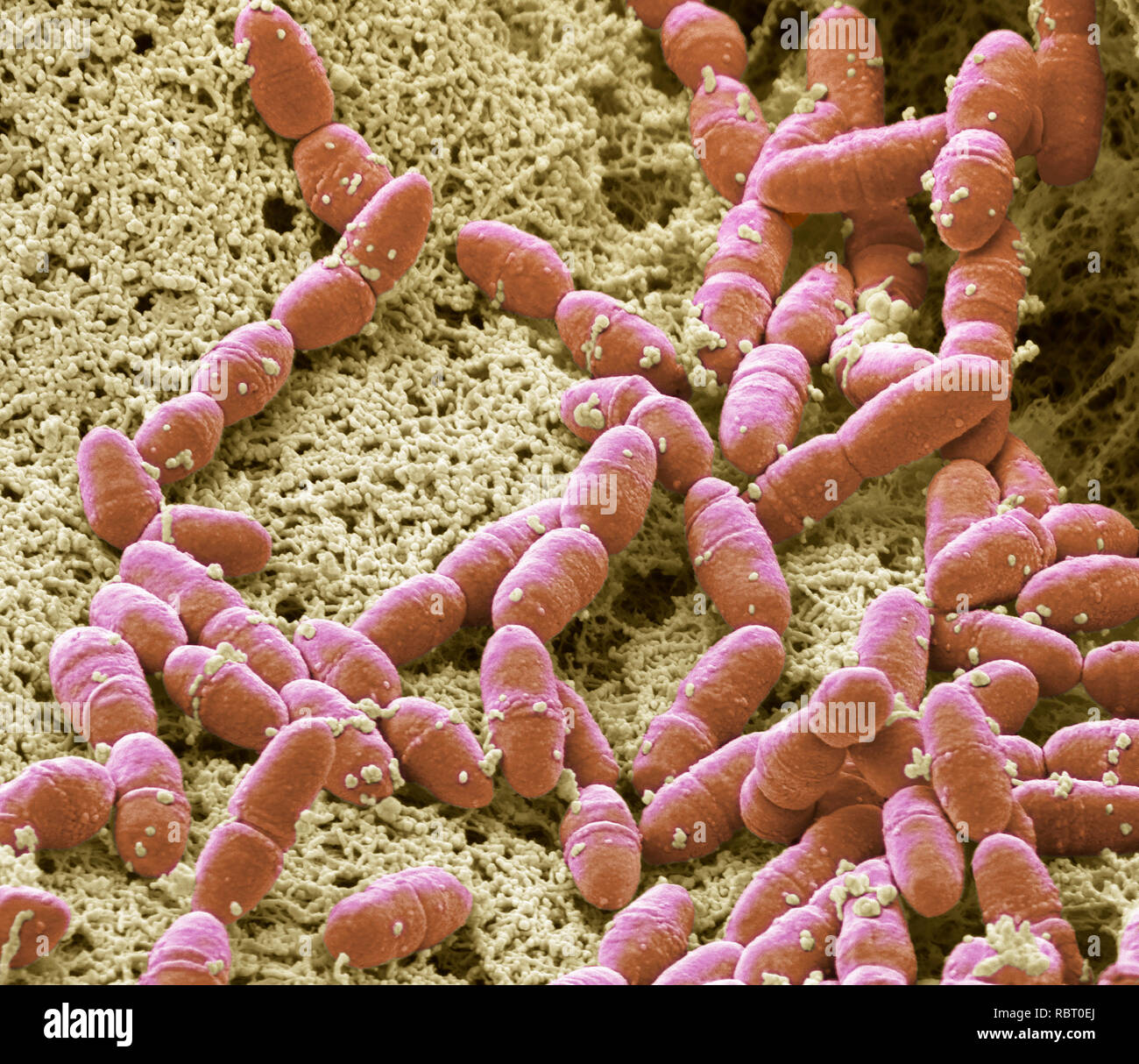 Streptococcus mutans bacteria hires stock photography and images Alamy