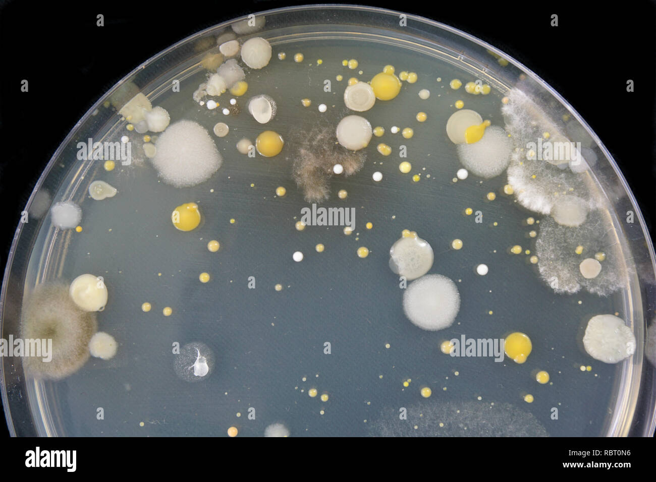 Close-up of bacteria and mold growing in a Petri dish. Stock Photo