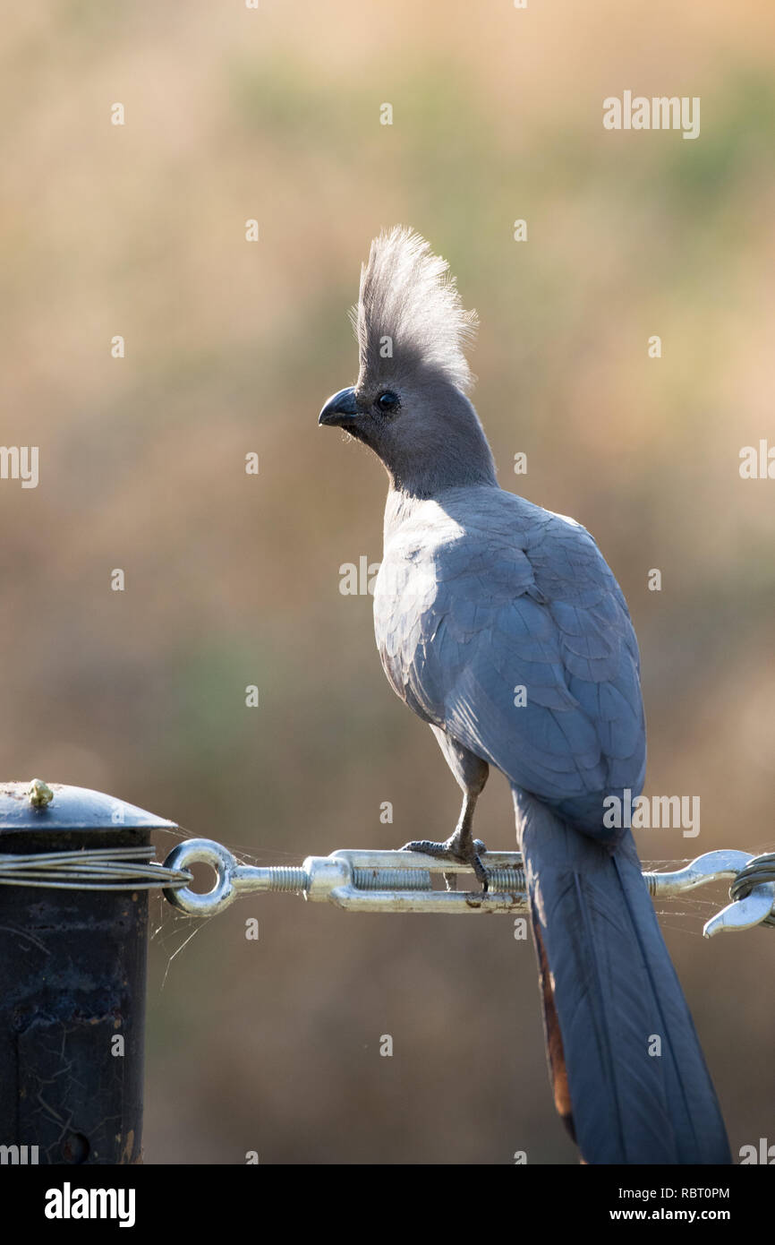 Grey go-away-bird (Corythaixoides concolor) Stock Photo