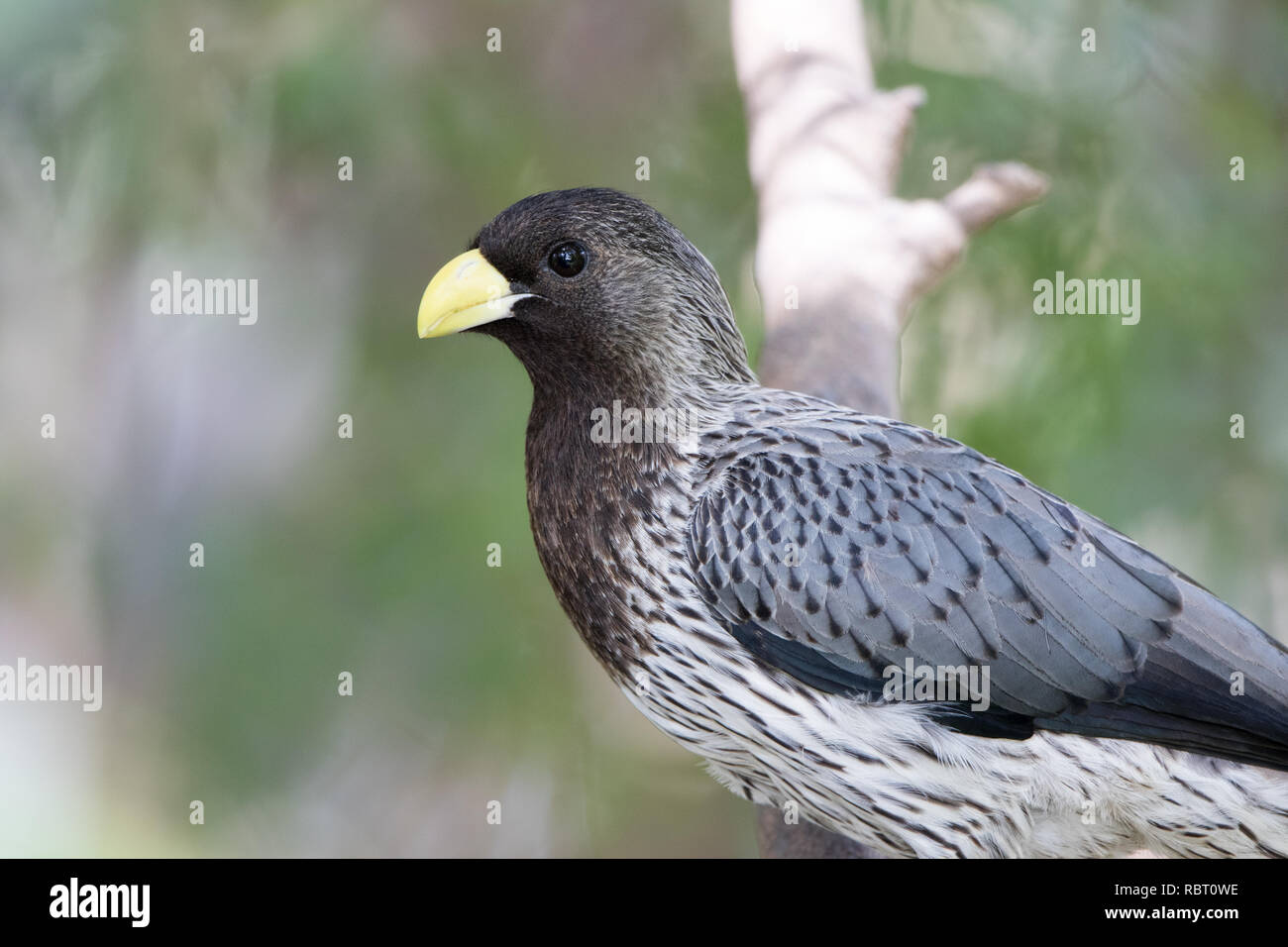 Western Plantaineater (Crinifer piscator Stock Photo Alamy