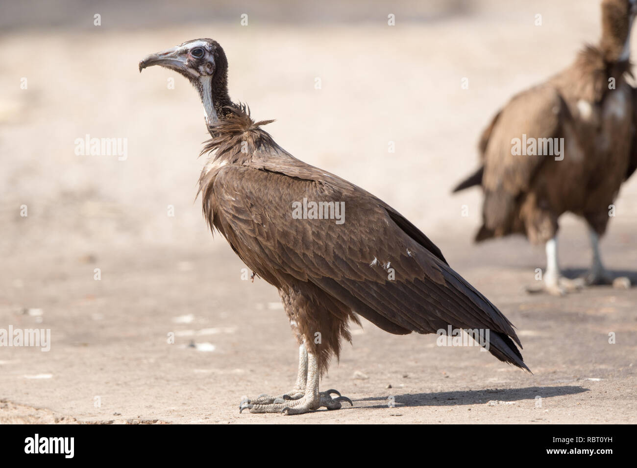 Hooded Vulture (Necrosyrtes monachus Stock Photo Alamy