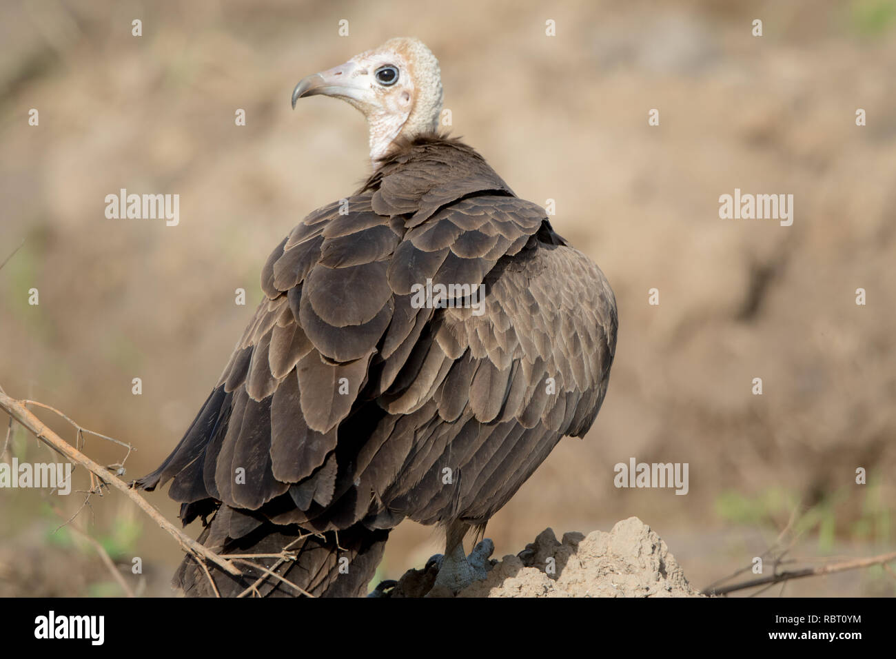 Hooded Vulture (Necrosyrtes monachus Stock Photo Alamy