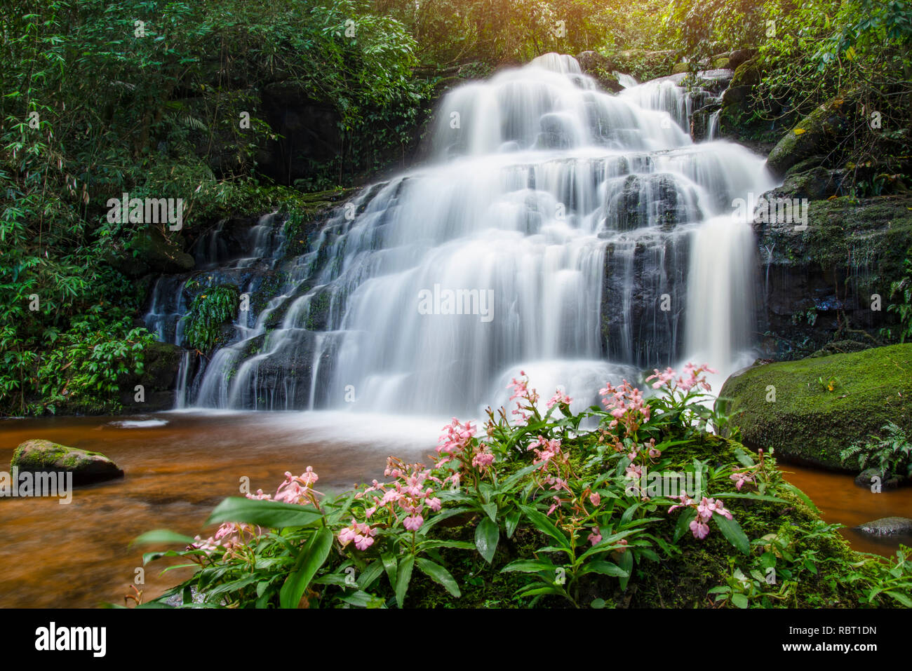 Tropical forest jungle river stream waterfall mountain landscape nature plant and Pink Habenaria rhodocheila at phetchabun waterfall Mundeang in Phuhi Stock Photo