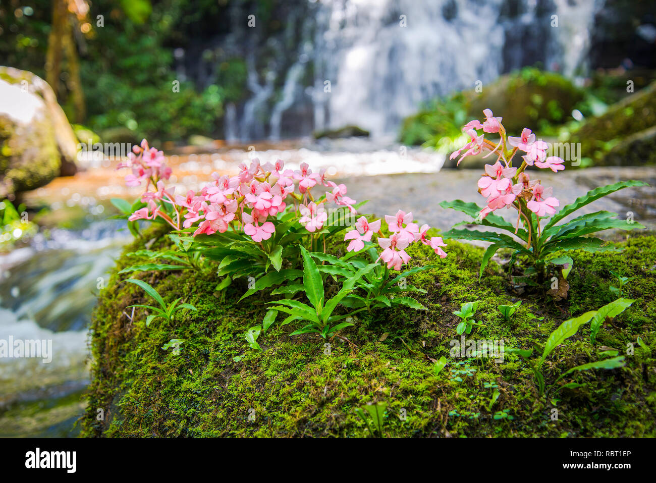 Pink flower growing on the rock with green mos fern and waterfall stream river background / Pink Habenaria rhodocheila at phetchabun waterfall Phuhinr Stock Photo