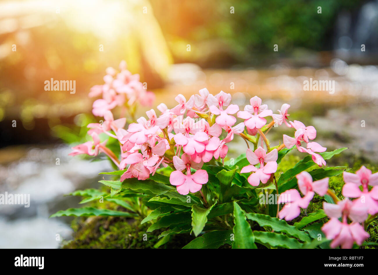 Pink flower growing on the rock with green mos fern and waterfall stream river background / Pink Habenaria rhodocheila at phetchabun waterfall Phuhinr Stock Photo