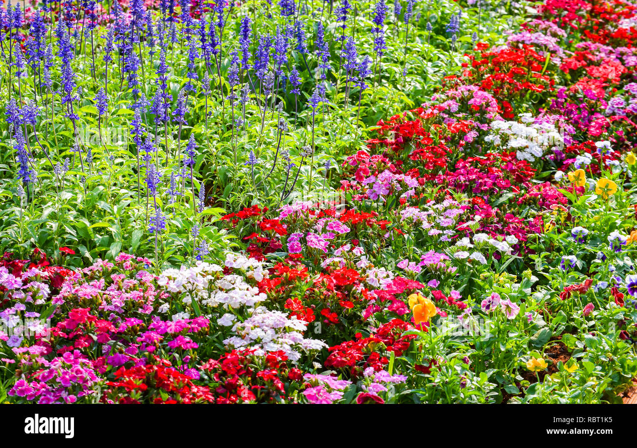 Colorful Garden Flower Multi Color Flora Background Landscape