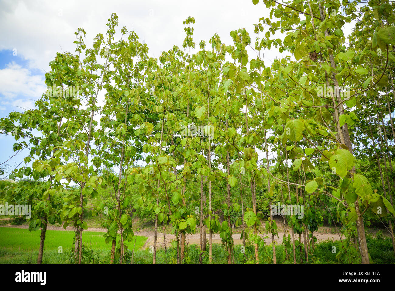 Forest Teak Tree / The agricultural of Plantation field Teak tree green