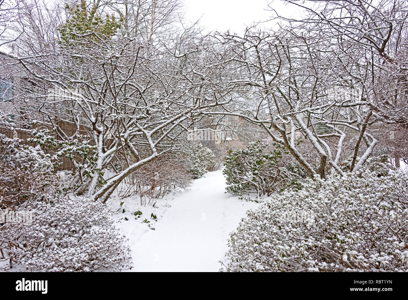 Crabapple trees arch over a snowcovered pathway at the Asticou Azalea Garden, Northeast Harbor