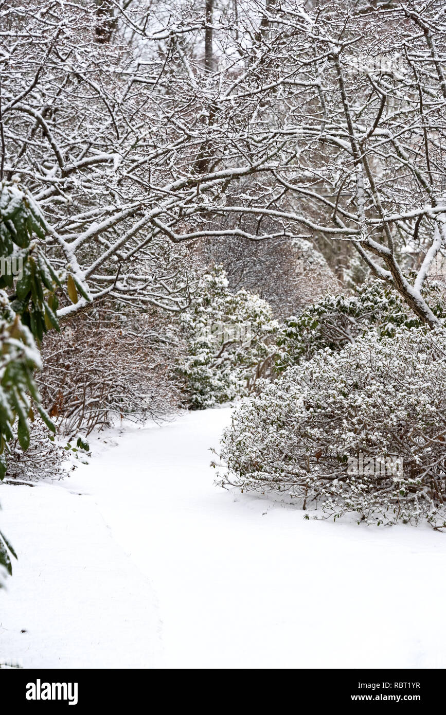 Crabapple trees arch over a snowcovered pathway at the Asticou Azalea Garden, Northeast Harbor