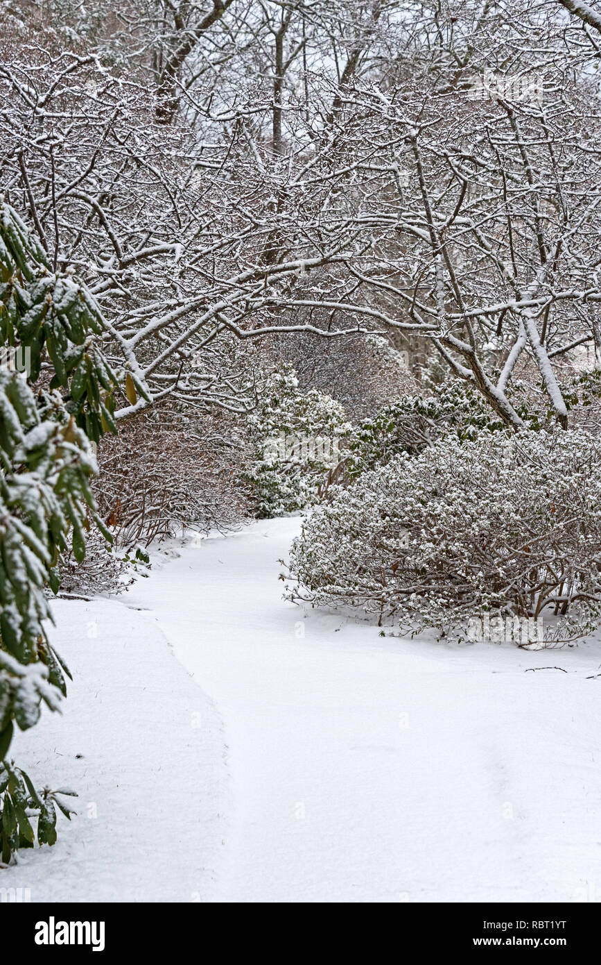 Crabapple trees arch over a snowcovered pathway at the Asticou Azalea Garden, Northeast Harbor