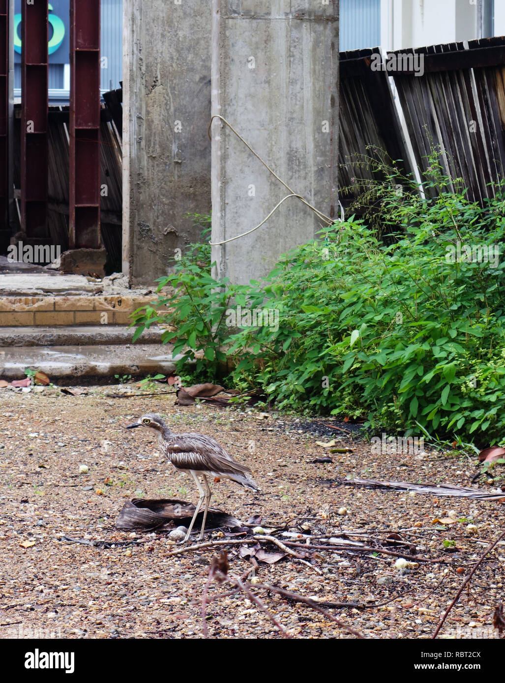 Bush stone-curlew (Burhinus grallarius) standing over its two eggs laid in an abandoned building site, central Cairns, Queensland, Australia. No PR Stock Photo