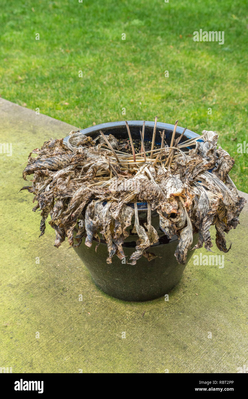Untrimmed leaves of Hosta plant, left to overwinter outdoors in ceramic planter on a green slimy mildew coated cement patio. Stock Photo