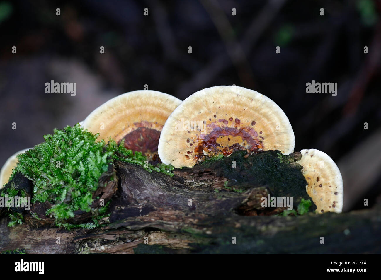 Alder Bracket fungus, Inonotus radiatus, also called Mensularia radiata Stock Photo