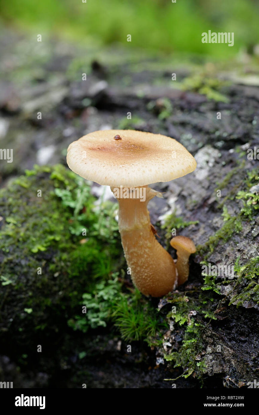 Honey mushroom, Armillaria gallica, a wild edible mushroom from Finland Stock Photo