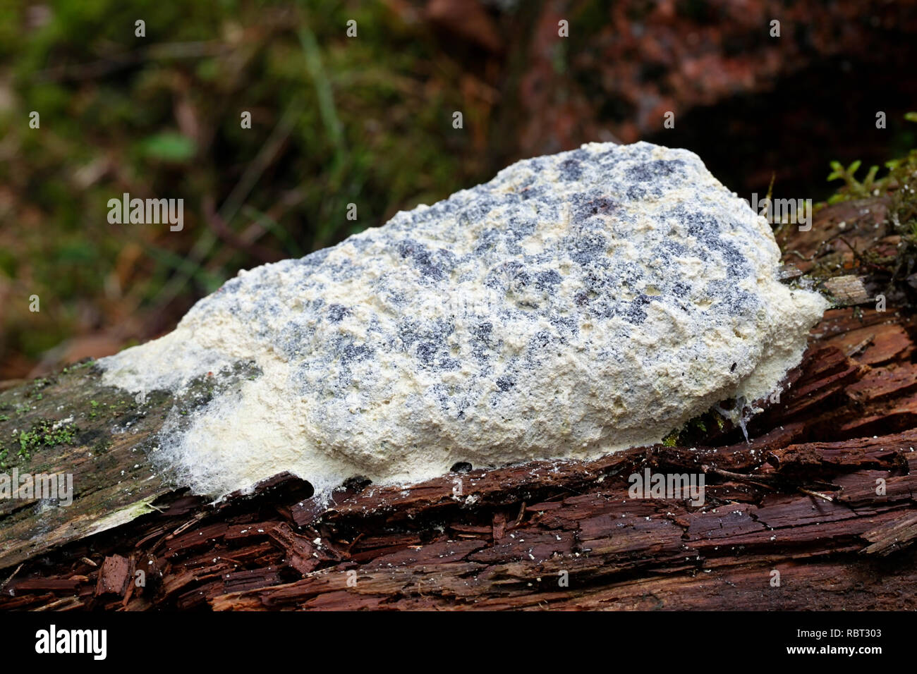 Fuligo septica var. candida, commonly called dog vomit slime mold, scrambled egg slime mold, or flowers of tan Stock Photo