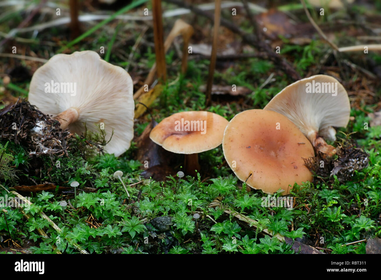 Tawny funnel cap mushroom, Lepista inversa Stock Photo