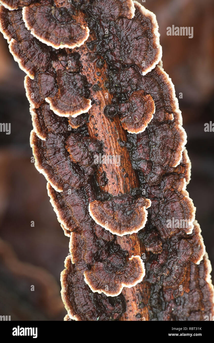 Brown crust fungus, Pseudochaete tabacina Stock Photo