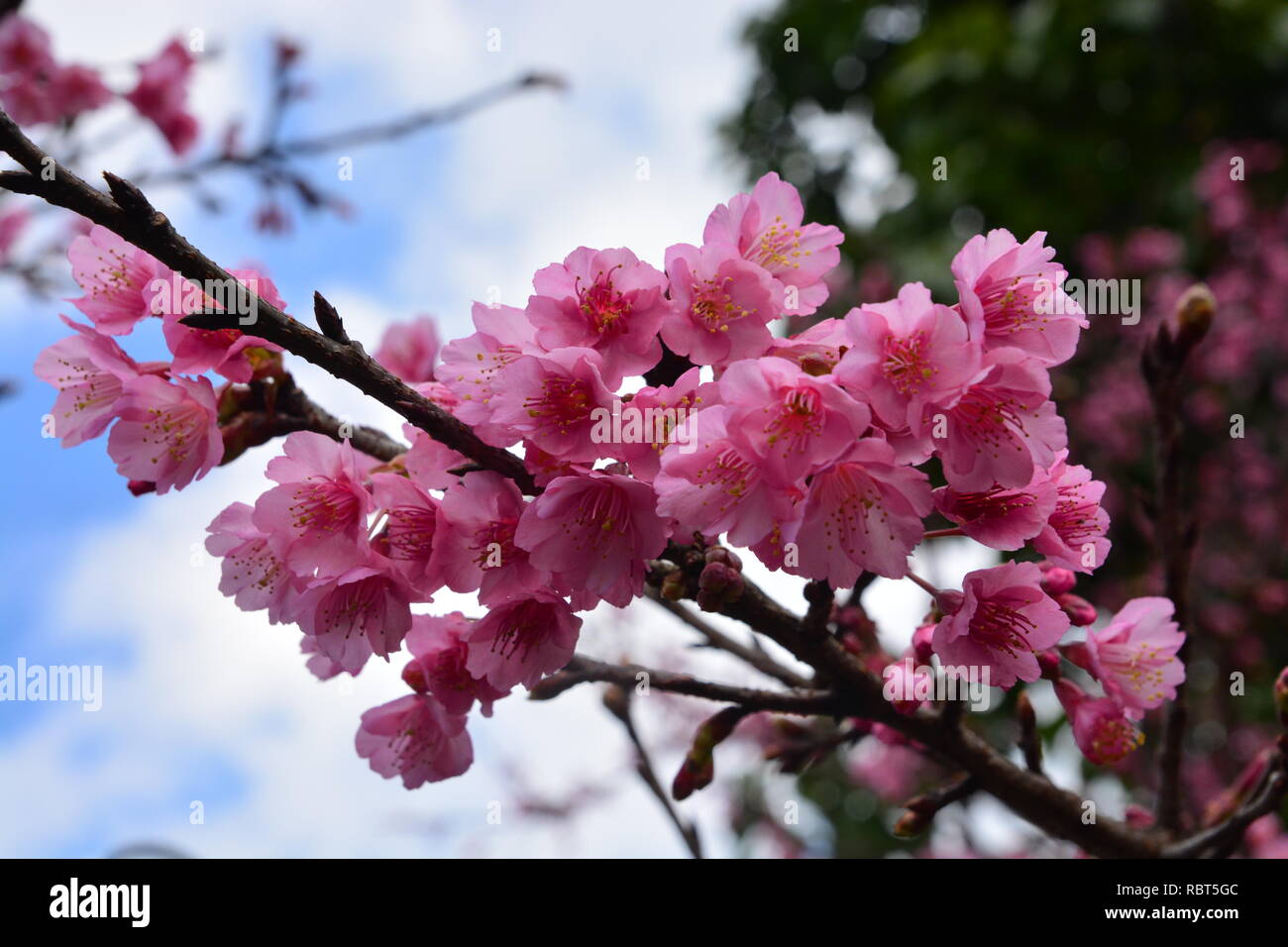 Cherry Blossom or Sakura flower on nature background *** Soft focus ...