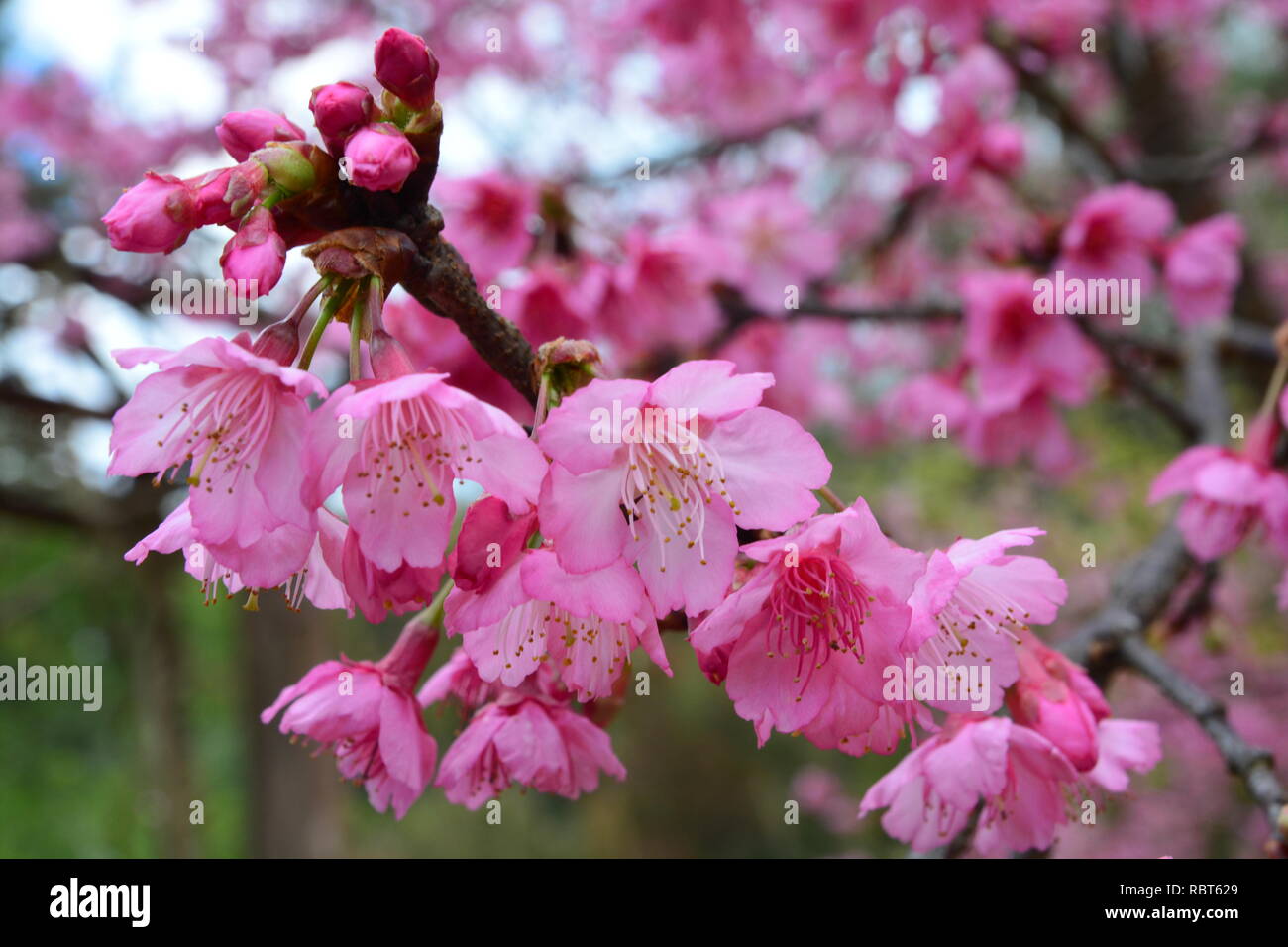 Cherry Blossom or Sakura flower on nature background *** Soft focus ...