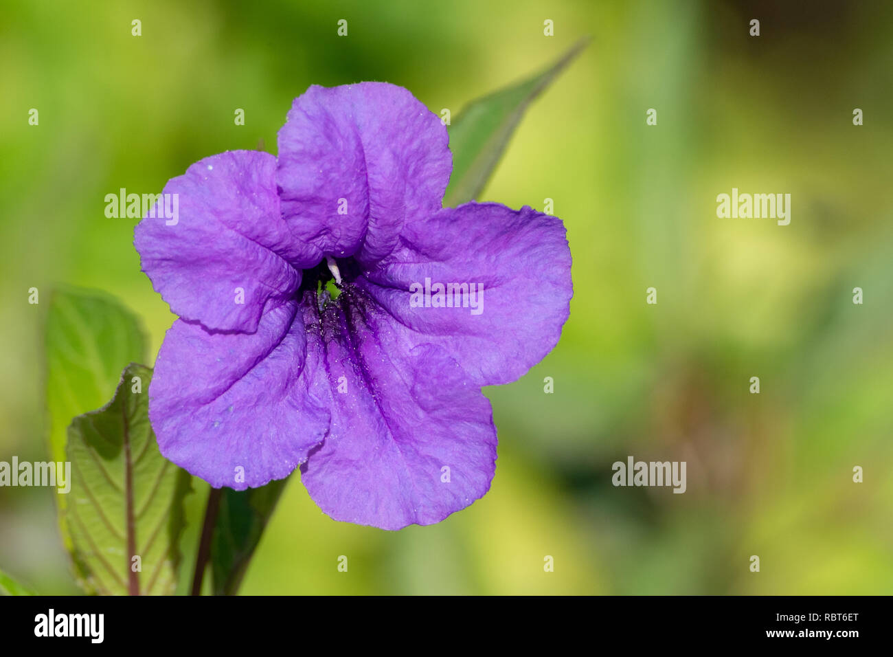 One beautiful close up of a purple wild petunia (fringeleaf wild petunia, hairy petunia, low wild petunia) with green background. Stock Photo