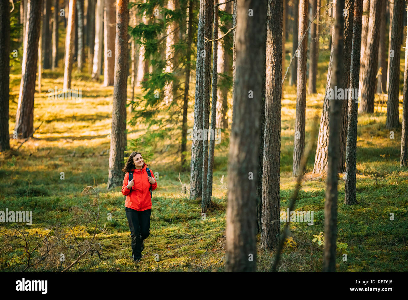 Active Young Adult Beautiful Caucasian Girl Woman Dressed In Red Jacket Walking In Autumn Pine Forest. Active Lifestyle In Fall Age Nature During Suns Stock Photo
