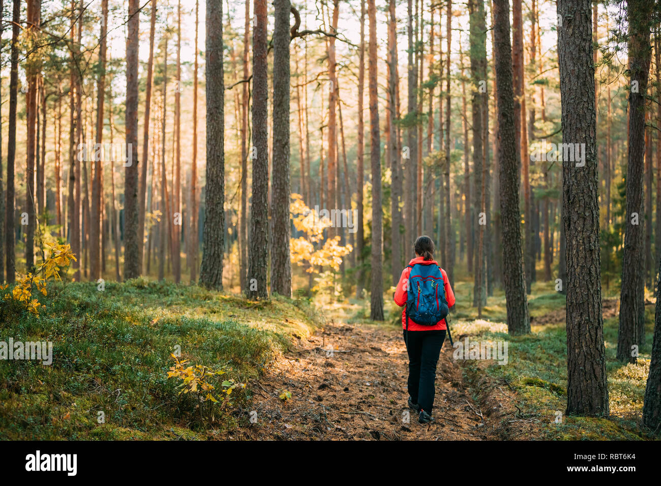 Active Young Adult Caucasian Woman Backpacker Walking In Autumn Green Forest. Active Lifestyle In Fall Age Nature During Sunset. Stock Photo
