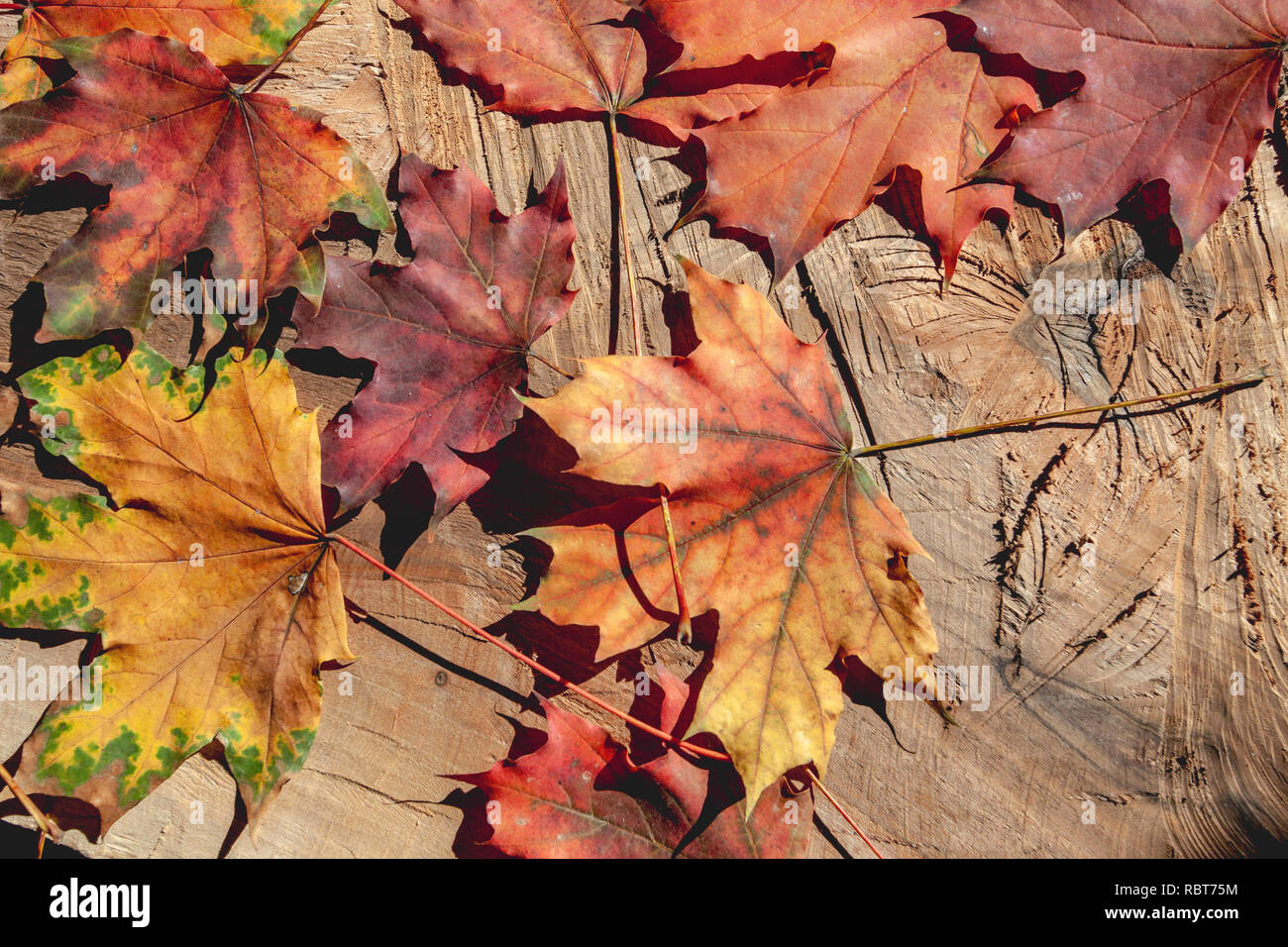 Beautiful autumn leaves on a wooden board. Still life.  Background. Stock Photo