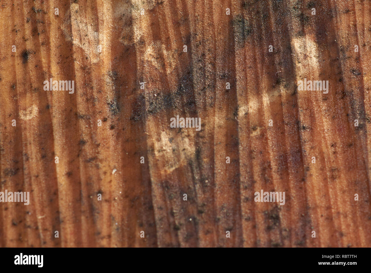 Tree bark texture hi-res stock photography and images - Alamy
