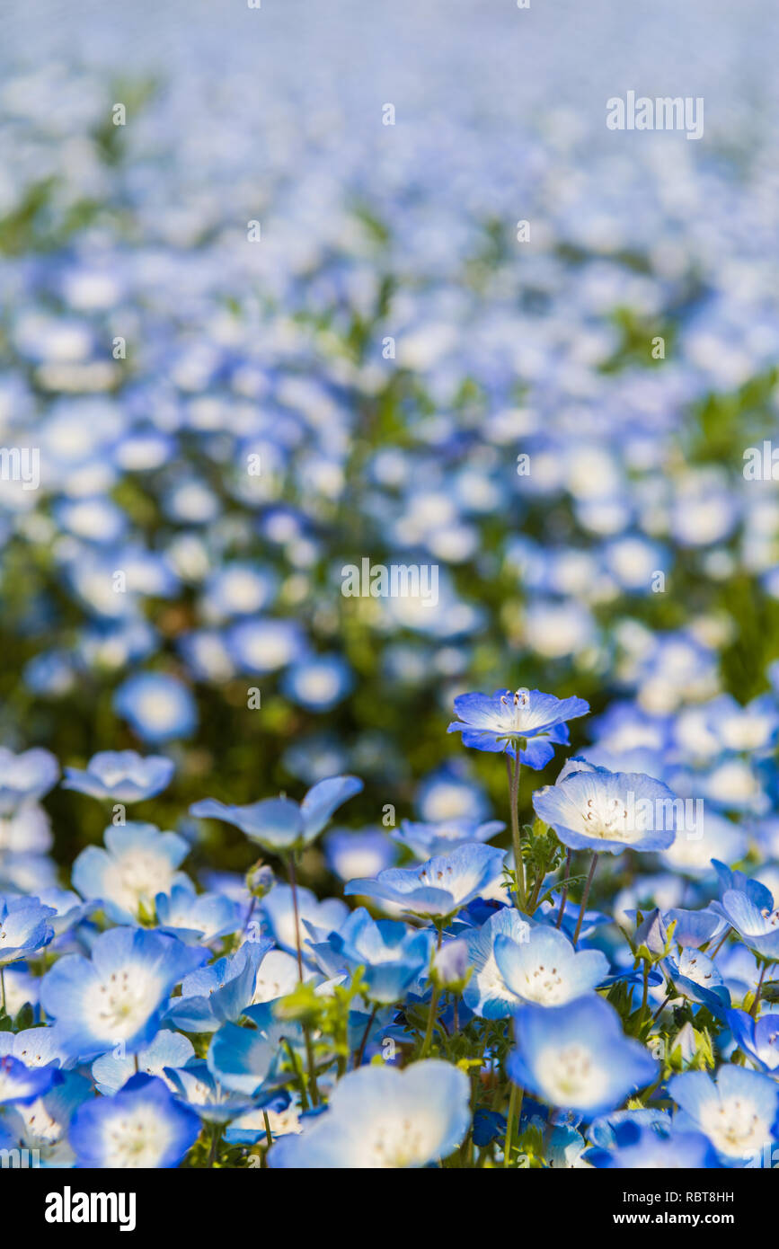 Nemophila flowers at Hitachi Seaside Park, Japan (Baby blue eyes