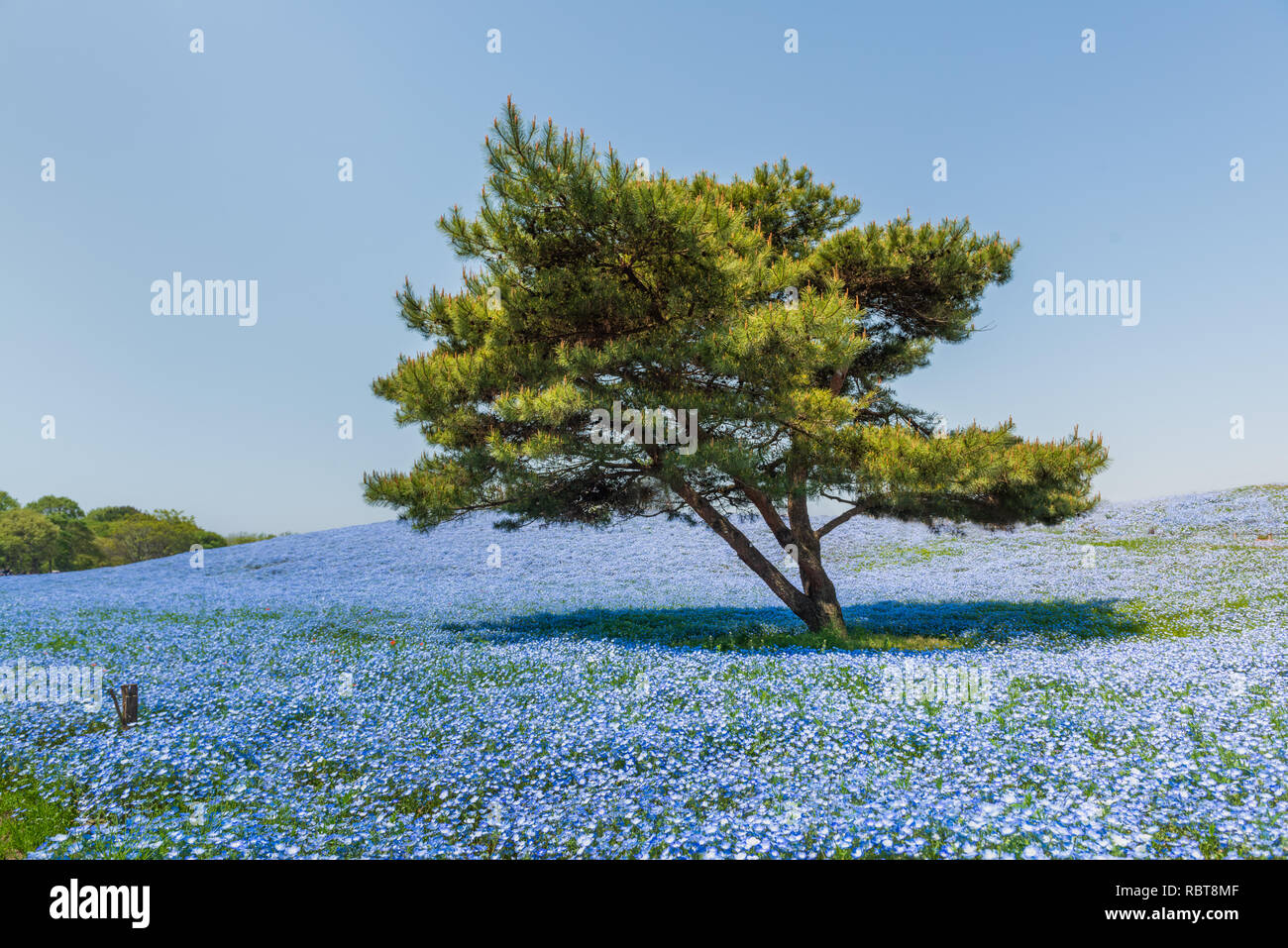 Nemophila japan hi-res stock photography and images - Alamy