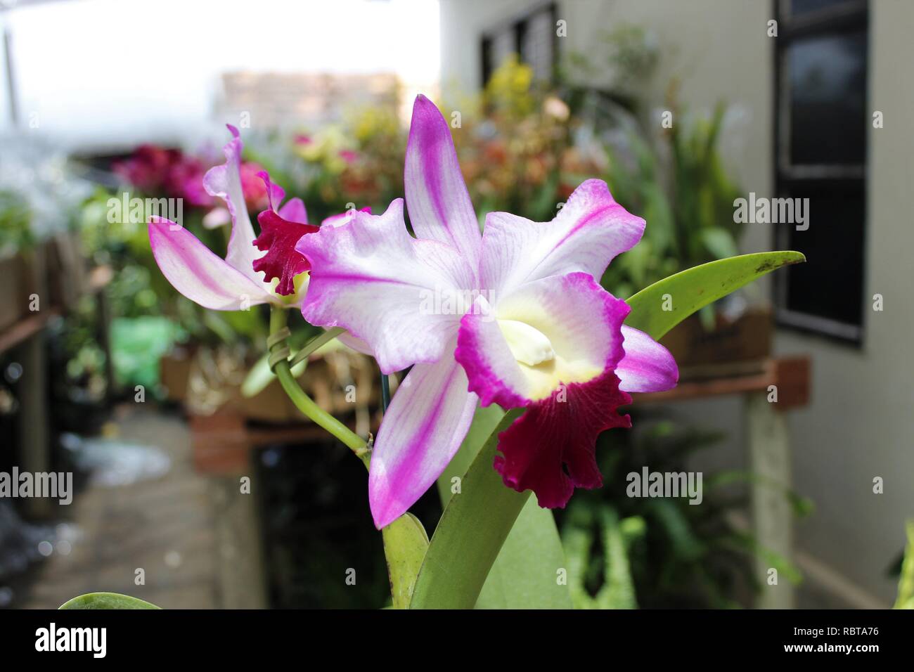 Flor Orquídeas Catlleya Branca co Roxa Stock Photo - Alamy