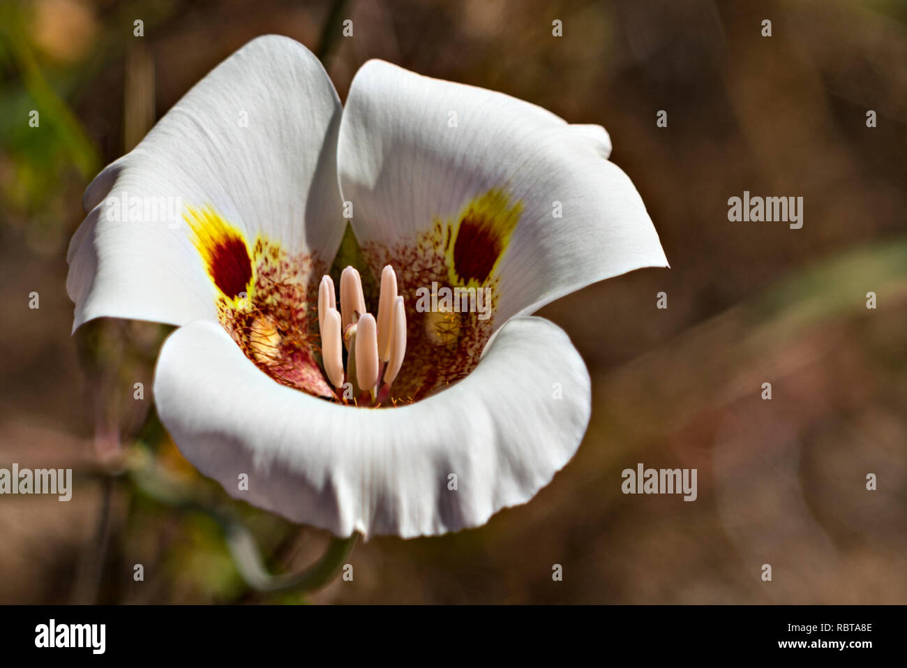 Butterfly Mariposa Lily blossom flower Stock Photo