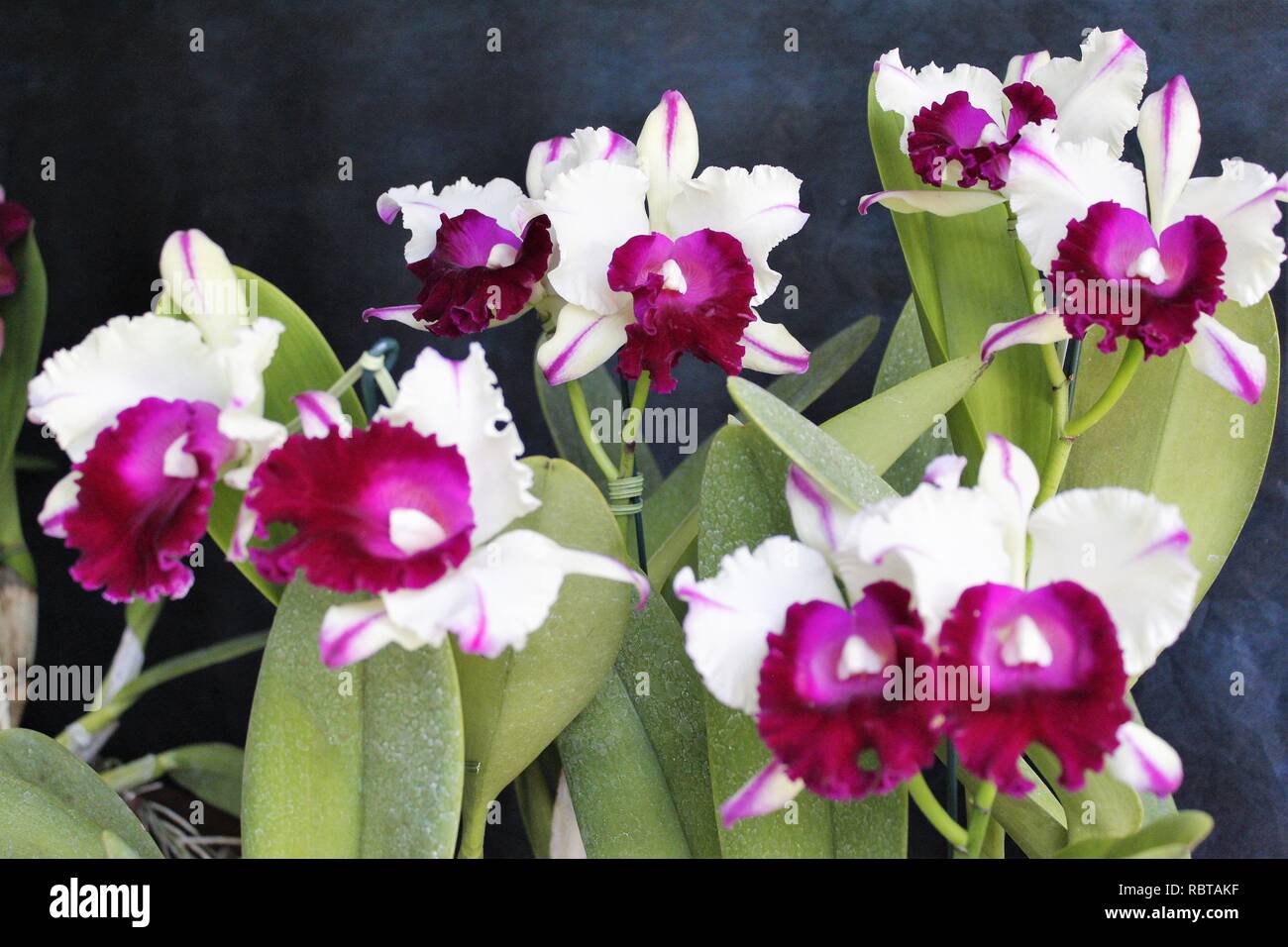 Flor Orquídeas Cattleya Branca com Roxa Stock Photo - Alamy