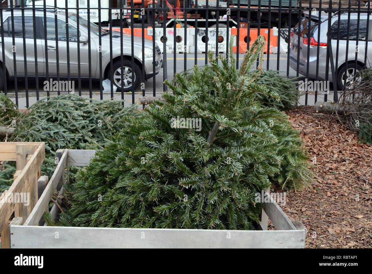 Christmas Tree In Wood Bin for Recycling Stock Photo Alamy