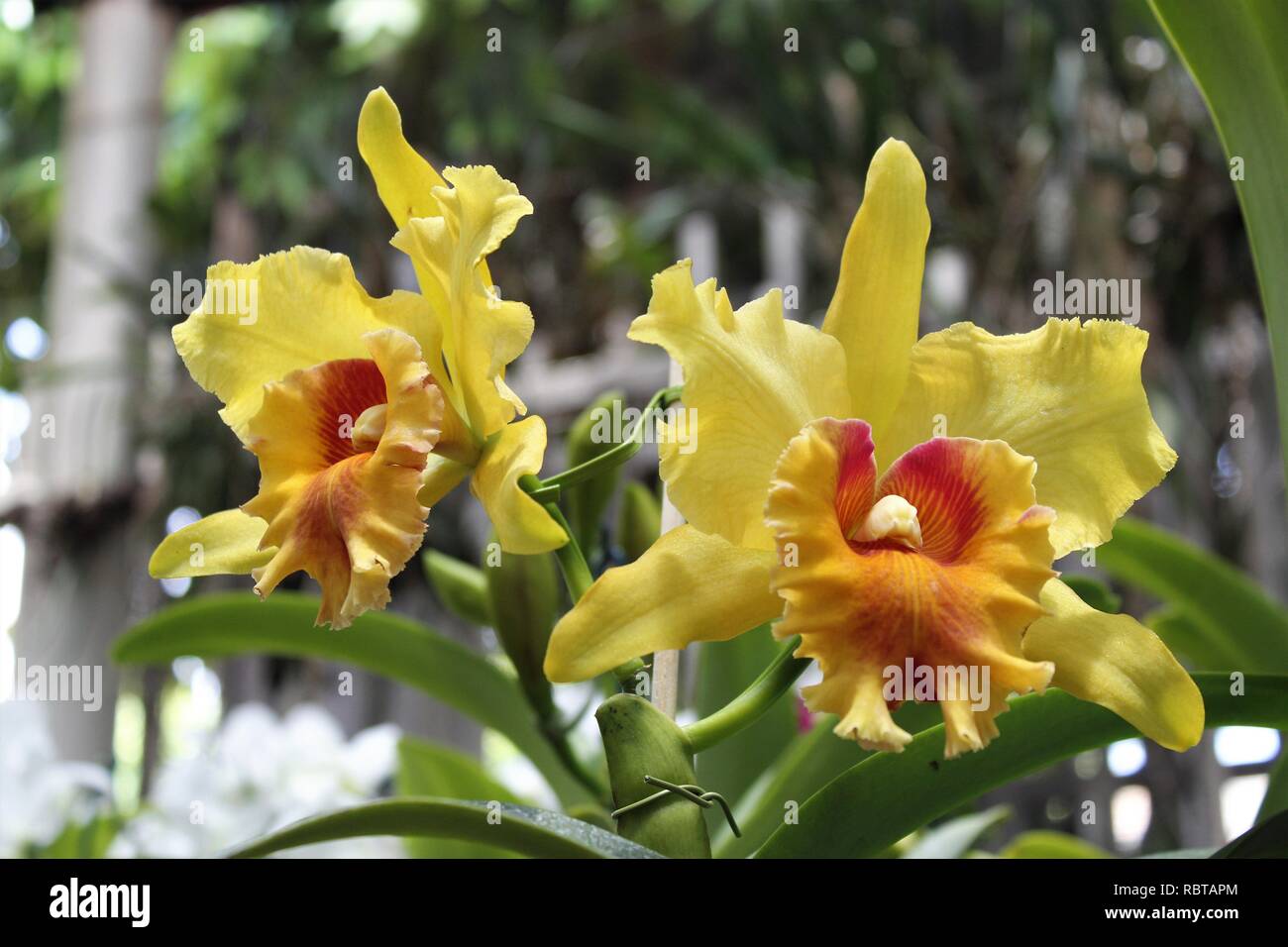 Flor Orquídeas Cattleya Amarela para Jardins Stock Photo - Alamy