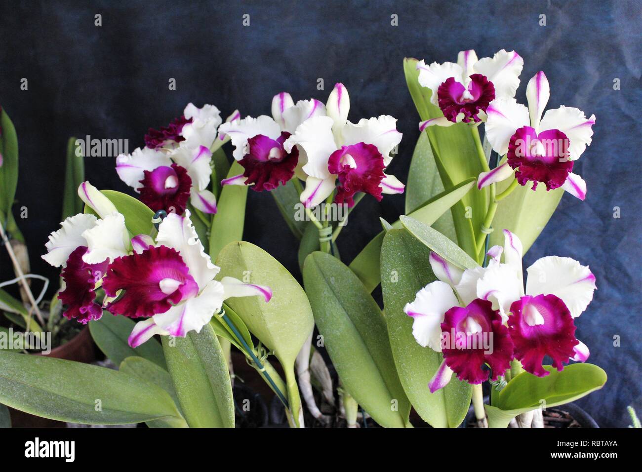 Flor Orquídeas Cattleya Branca com Roxa Stock Photo - Alamy