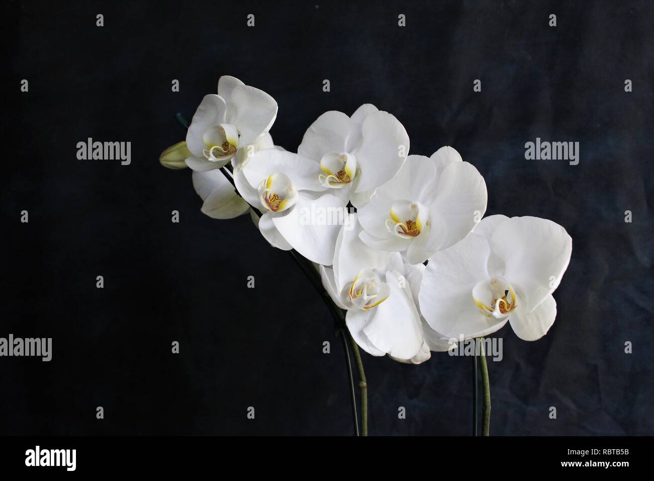 Flor Orquídeas Phalaenopsis Branca Stock Photo - Alamy