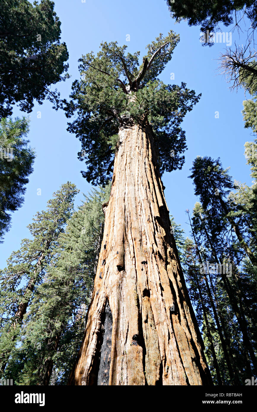 Giant Sequoia - Look Up, vertical Stock Photo