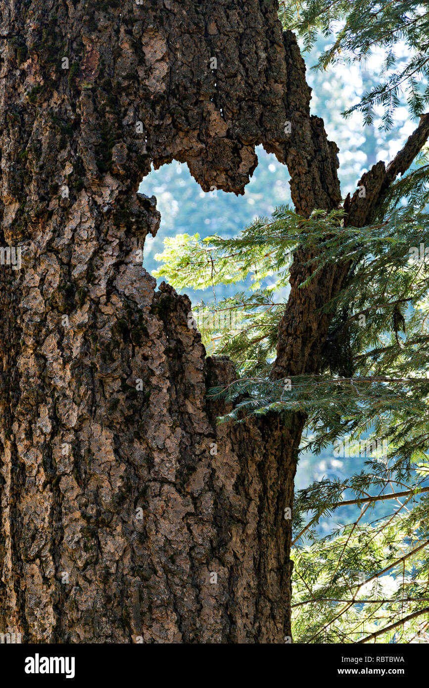 Pine Tree Heart shape vertical Stock Photo