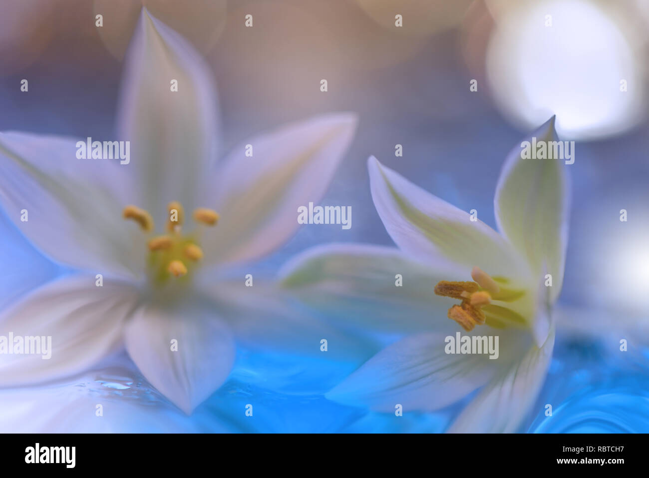 Spring nature blossom web banner or header.Abstract macro.Conceptual Artistic Background.Fantasy design.Colorful Wallpaper.Valentine day.Love.Couple. Stock Photo