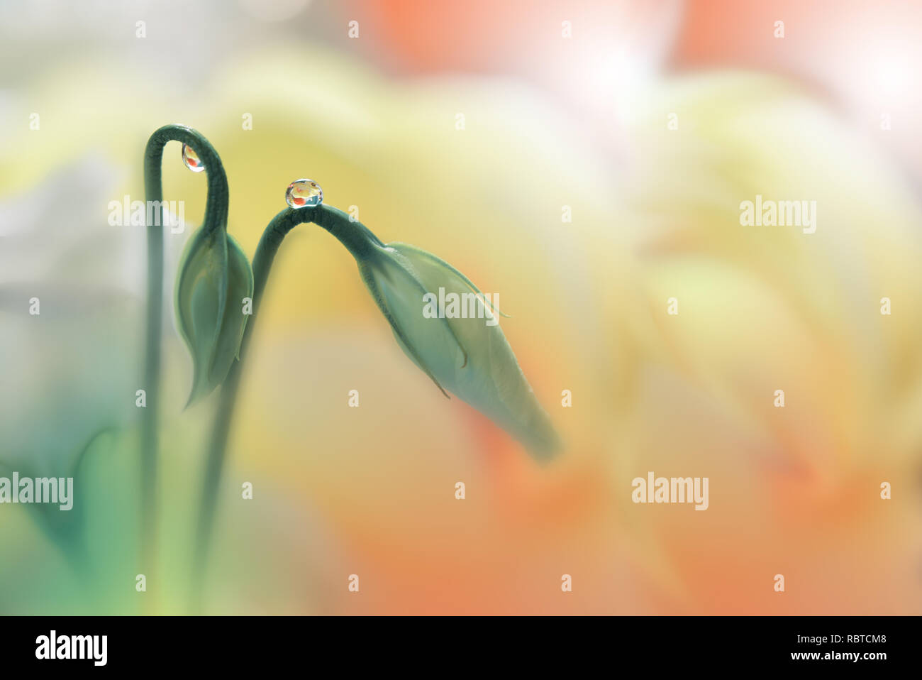 Spring nature blossom web banner or header.Abstract macro.Conceptual Artistic Background.Fantasy design.Colorful Wallpaper.Valentine day.Love.Couple. Stock Photo