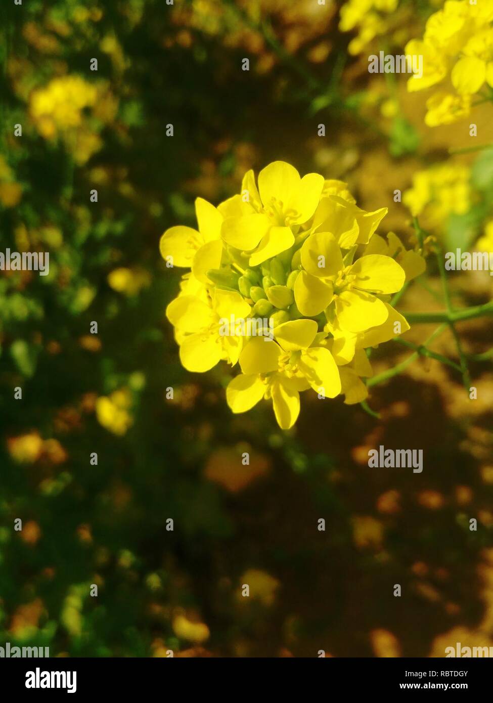 A yellow rapeseed flower in blossom at the foot of Mount Langya in Hebei. Stock Photo