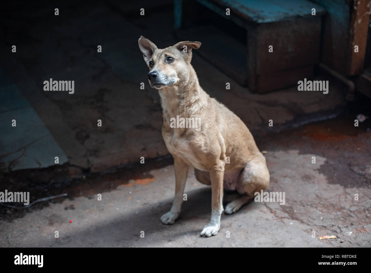 A stray dog in Chandni Chowk, Delhi, India Stock Photo