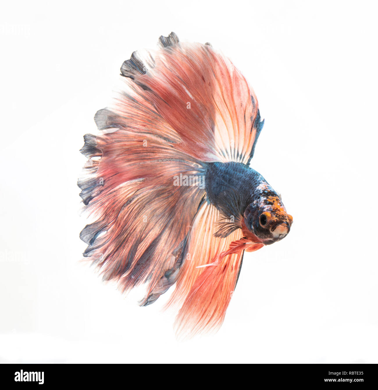 Siamese Fighting Fish also known as Betta is seen in an aquarium in Chicago, US. Bettas are the most common species in the world-wide aquarium trade. Stock Photo