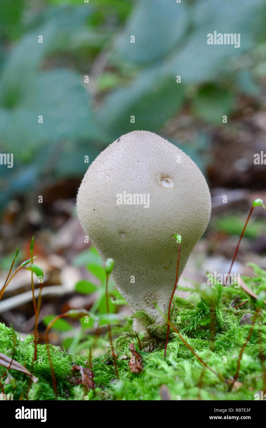 One single Lycoperdon pyriforme or Stump Pufball mushroom, usually in a group, in natural habitat, rotten stump of coniferous tree covered by green mo Stock Photo