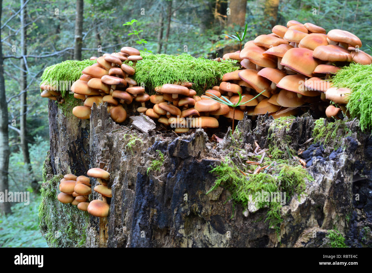 Sheathed Woodtuft mushrooms, or Pholiota mutabilis, or Kuehneromyces mutabilis in natural habitat, on rotten tree stump, side view; delicious edible m Stock Photo