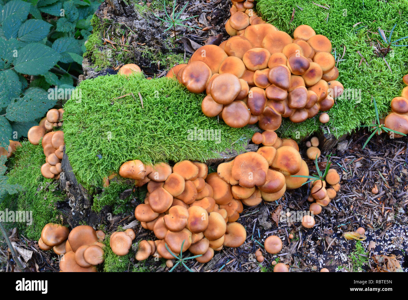 Sheathed Woodtuft mushrooms, or Pholiota mutabilis, or Kuehneromyces mutabilis in natural habitat, on rotten tree stump, view from above; delicious ed Stock Photo