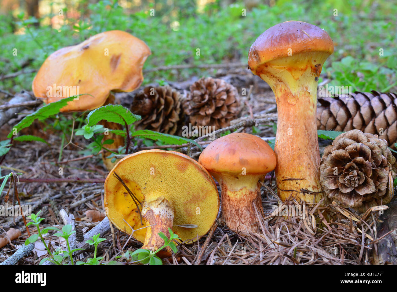 Larch Bolete mushrooms, or Suillus grevillei, delicious edible mushrooms in natural habitat, in the forest,  under larch tree, horizontal orientation Stock Photo
