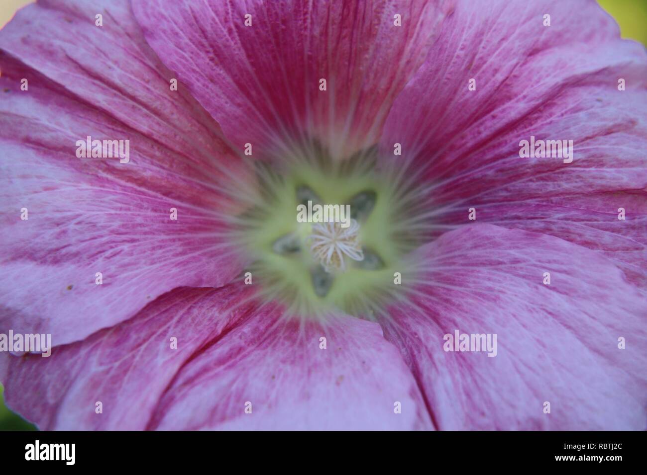 'Indian Spring' hollyhock Stock Photo Alamy
