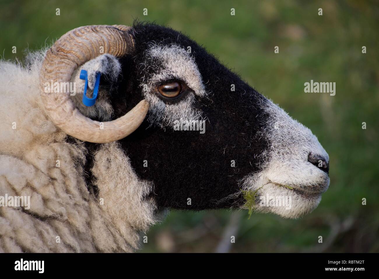 Sheep Mouth Stock Photos & Sheep Mouth Stock Images Alamy